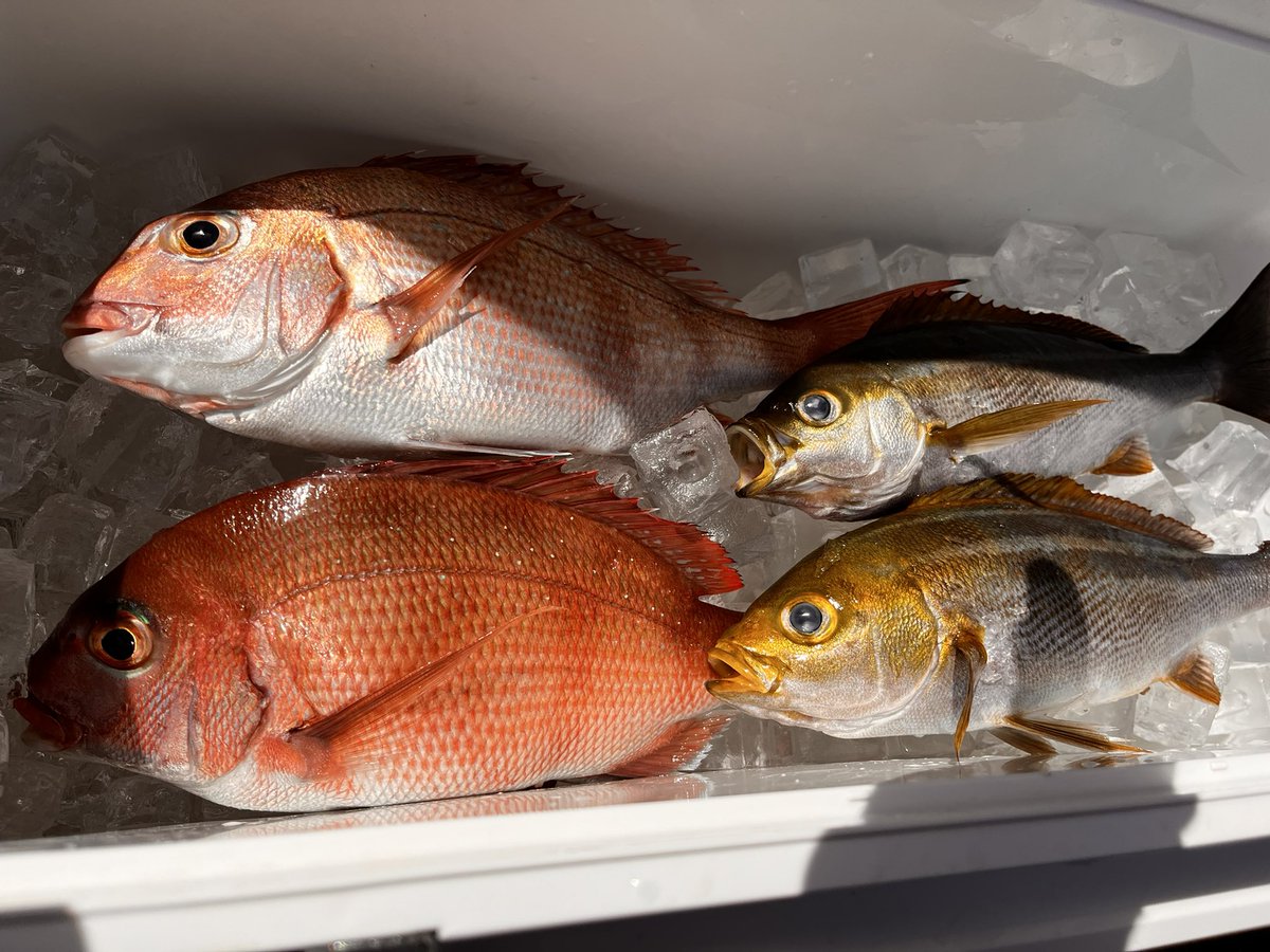 anfish_angler's tweet photo. 釣れな過ぎた https://t.co/AyfV79YAUk