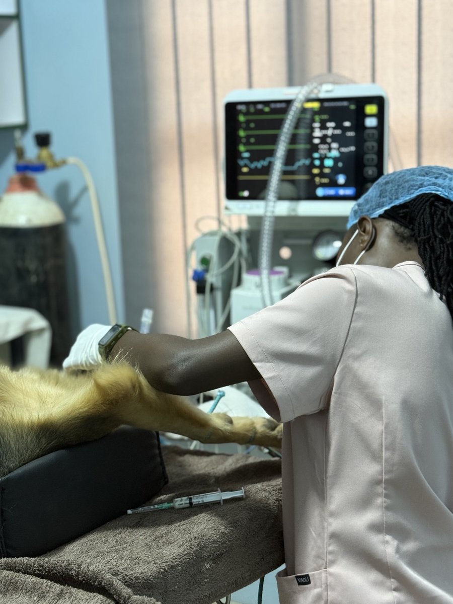 We do our surgeries under general anesthesia to ensure that your pets go through a painless experience.