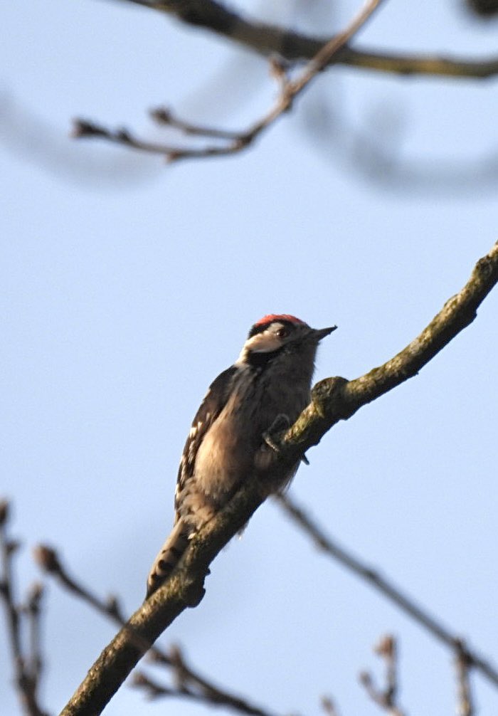 It’s a wrap. The 2025 Kent Lesser Spotted Woodpecker Survey period has now finished!  It’s been another interesting year with the usual jaw dropping and frustrating moments thrown in! Thanks to everyone who took part. It would be impossible without your dedication and effort.