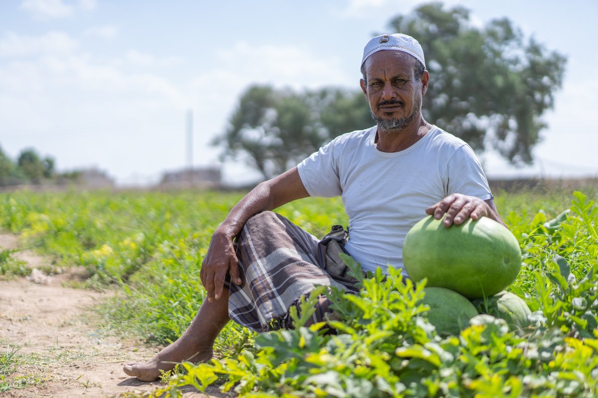 UNDP Yemen tweet media