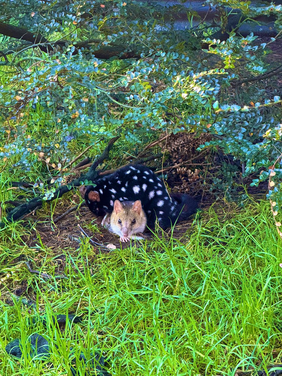 摸一摸塔州著名的大小老鼠