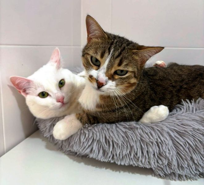 AdopFelinasVLC's tweet image. El blanquísimo #MONK y el blanquipardo #MONROE han pasado así de jun titos las Pascuas, por eso pedimos Adopción Conjunta 😺❤️😺
adopcionesfelinasvalencia.es/gatos-en-adopc…