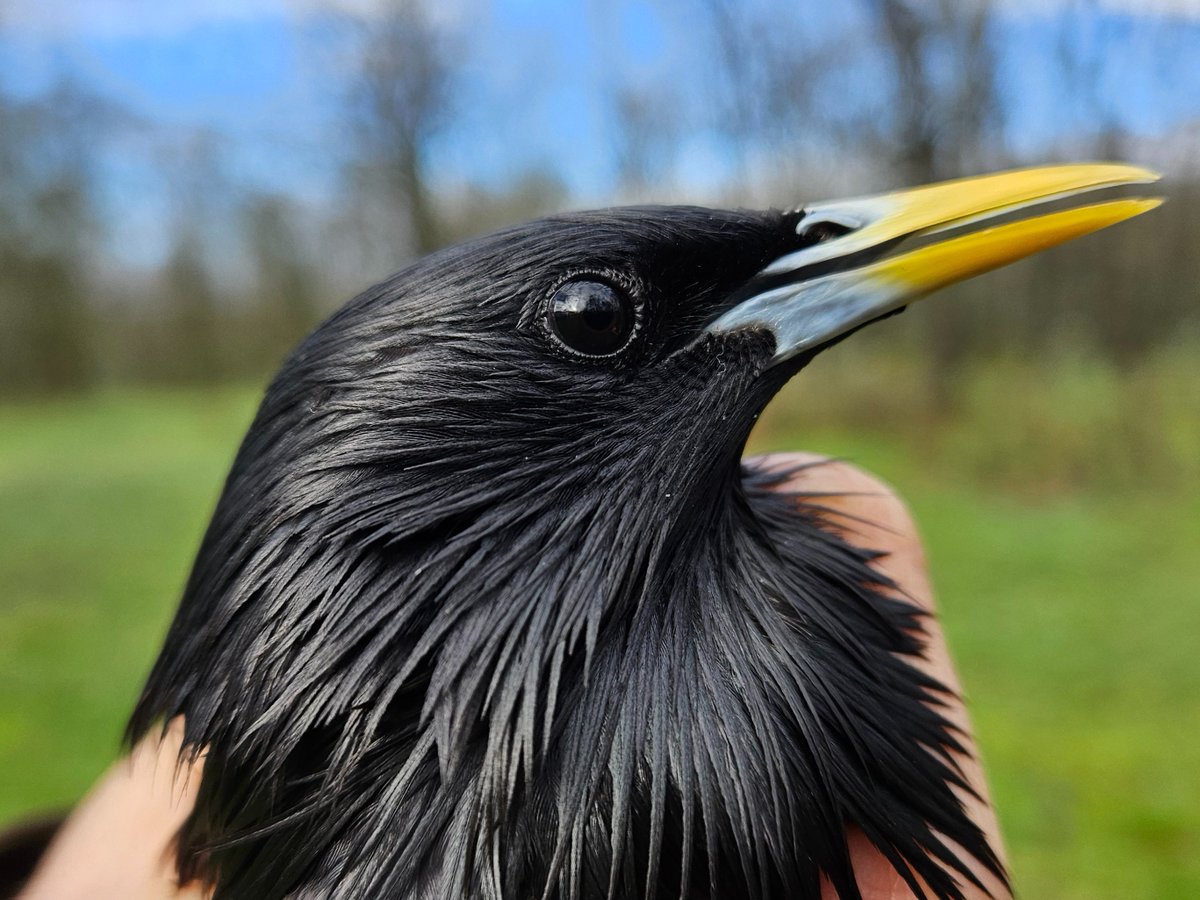 Diego Gil (@diegogil_twitt) on Twitter photo 🧠🎶 ¿Te interesa la inteligencia artificial y el comportamiento animal? ¡Tenemos una beca JAE-INTRO (CSIC) para ti!
Buscamos estudiante para un proyecto sobre comunicación vocal en estorninos usando redes neuronales (BIRDNET).
 🕊️🎙️ #IA #Bioacústica 🧠🎶 ¿Te interesa la inteligencia artificial y el comportamiento animal? ¡Tenemos una beca JAE-INTRO (CSIC) para ti!
Buscamos estudiante para un proyecto sobre comunicación vocal en estorninos usando redes neuronales (BIRDNET).
 🕊️🎙️ #IA #Bioacústica