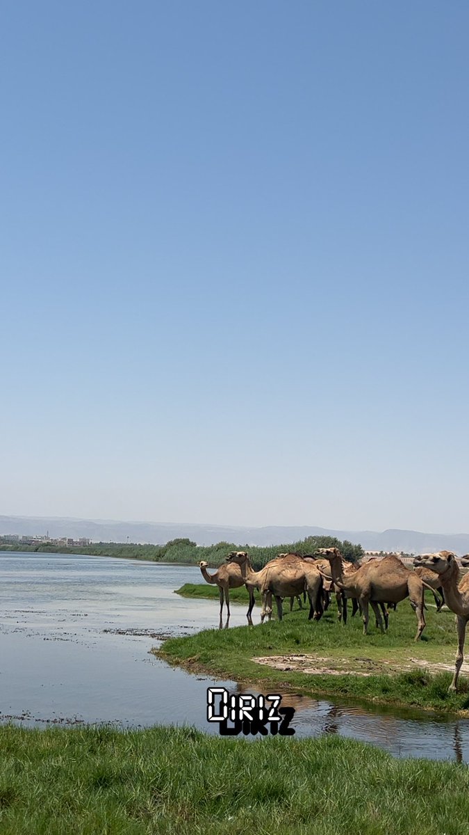 وما الحياة إلا محطاتٌ عابرة، قد يضطر المرء أحيانًا للمكوث طويلًا في محطة تبعده عن وجهته أو أن يتأخر القطار الذي ينقله إليها بفعل ظروف خارج نطاق قدرته أو أن يجبر على تغيير مساره قليلًا لكنه في النهاية سيصل طالما لا زال يملك الطريق لذلك ..