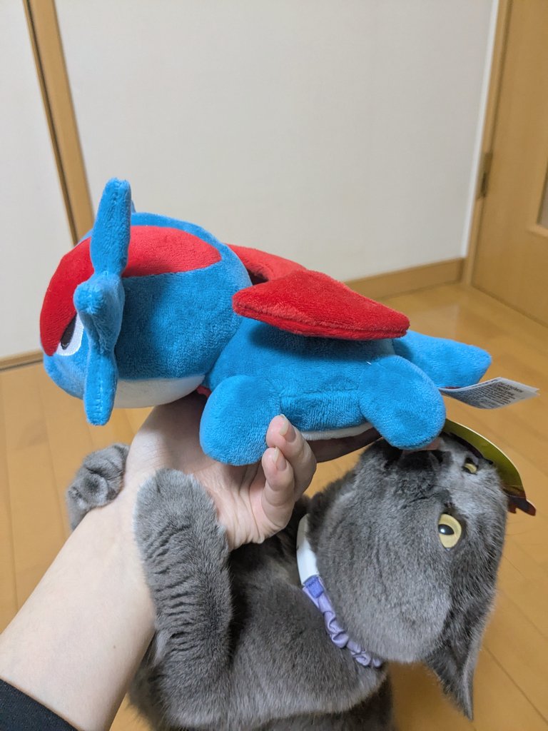 ボーマンダきた！かわいい！