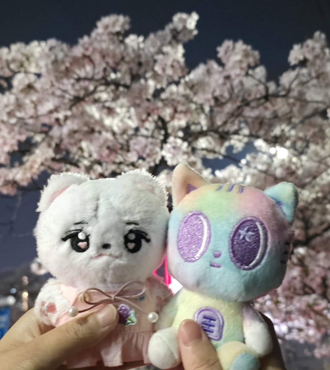 봄 바람 휘날리며 흩날리는 벚꽃잎이~🌸
채리보와 벚꽃 야경 나들이 with다고냥

#채리보랑_피크닉_벚꽃야경
<a href="/chae_ribo/">채리보🍒</a> 
#채리보 #10cm인형 #이채연