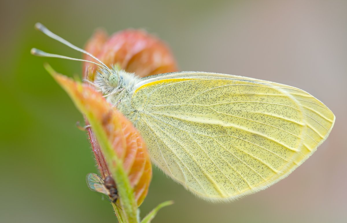 TimothyJonas's tweet image. It seems to be a good year for butterflies—this Small White was one of several species spotted in the garden yesterday. Has anyone else been seeing plenty of them?