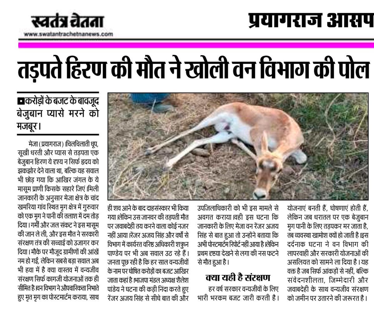 vijaytiwariup70's tweet photo. @CMOfficeUP @ChiefSecyUP @UPGovt @rameshpandeyifs 
@UpforestUp @homeupgov @DM_PRAYAGRAJ
#Prayagraj #UPForest
मेजा , प्रयागराज : तड़पड़े हिरण की मौत ने खोली वन विभाग की पोल, करोड़ो के बजट के बावजूद बेजुबान प्यासे मरने को मजबूर.

 रिपोर्ट - आशीष शुक्ला (मेजा) https://t.co/g7IzmZOJFX