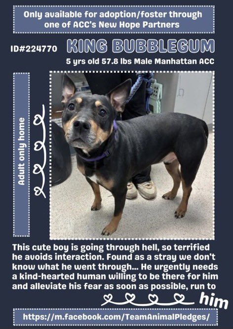 MoishesMom's tweet photo. 🆕Intake-King Bubblegum-5️⃣ yrs Male
🆔2️⃣2️⃣4️⃣7️⃣7️⃣0️⃣- Manhattan ACC
🆕Hope Rescue🛟-🚫👦 👧 Kill 💉🎯
This beautiful boy will be kill 💉listed quickly- #Foster #NHRO Pledges 2️⃣save him from 💉 You can see how petrified he is 😭 Save King Bubblegum 🙏🏻🤞🏻
#FostersDriveRescue 🙏🏻 https://t.co/p5f69zl1nF