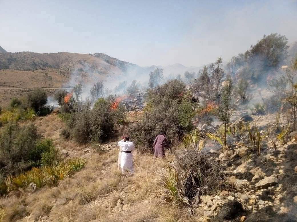 According to reports, forest in tehsil Sararougha area of #Waziristan caught fire due to security forces arbitrary shelling. It is not the first instance but back than similar fires were reported. Indepnt media need access to ex-fata/Waziristan where scorch earth policy continue.
