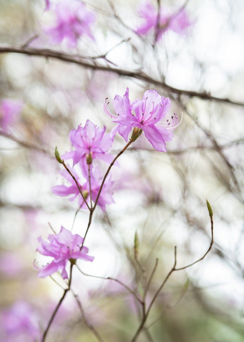 “When we say something 
that nourishes ourselves 
and uplifts the people around us, 
we are feeding love and compassion.”

~ Thich Nhat Hanh
From 𝑇ℎ𝑒 𝐴𝑟𝑡 𝑜𝑓 𝐶𝑜𝑚𝑚𝑢𝑛𝑖𝑐𝑎𝑡𝑖𝑛𝑔

Wishing everyone a wonderful week.♡
·

© Azaleas in Tokyo by Kunito Imai