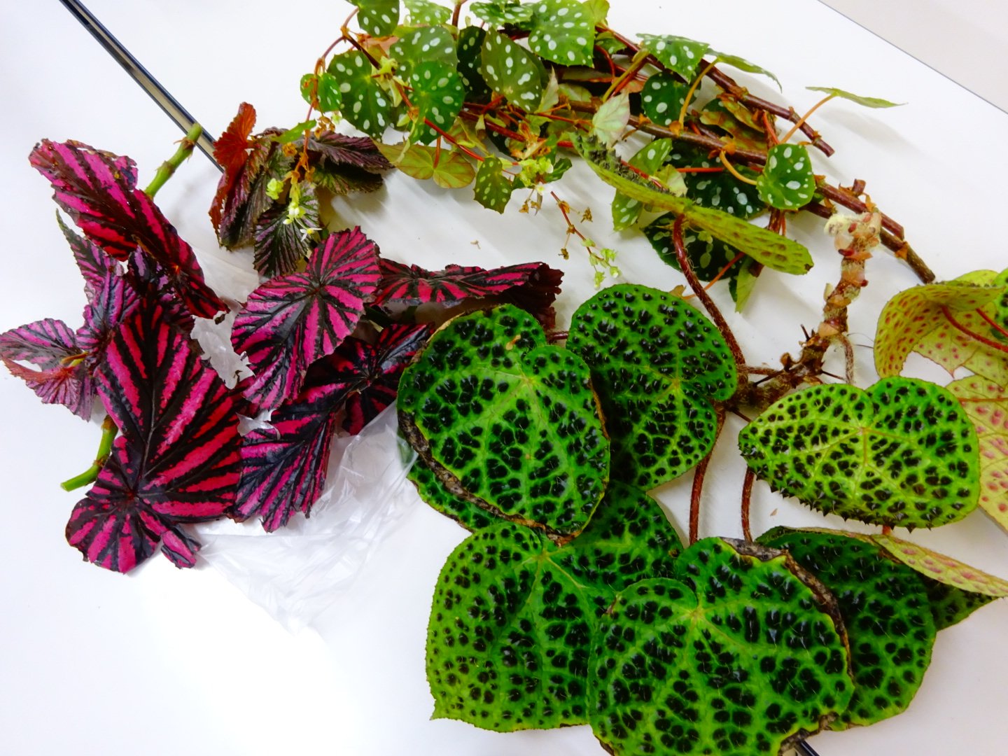 【さらにお値下げしました】ベゴニア百科 さくらベゴニア 4ヶ月の成長記録 : BOTANICAL JOURNAL