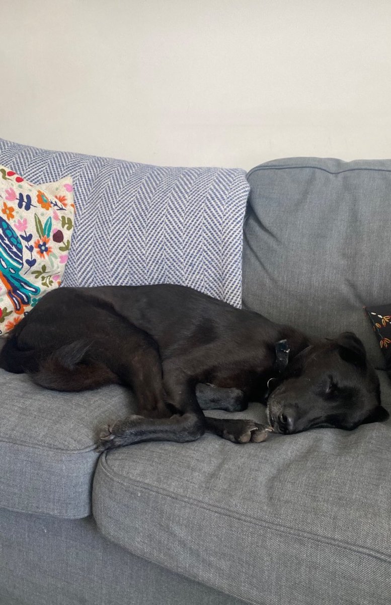 Niall Harbison tweet media