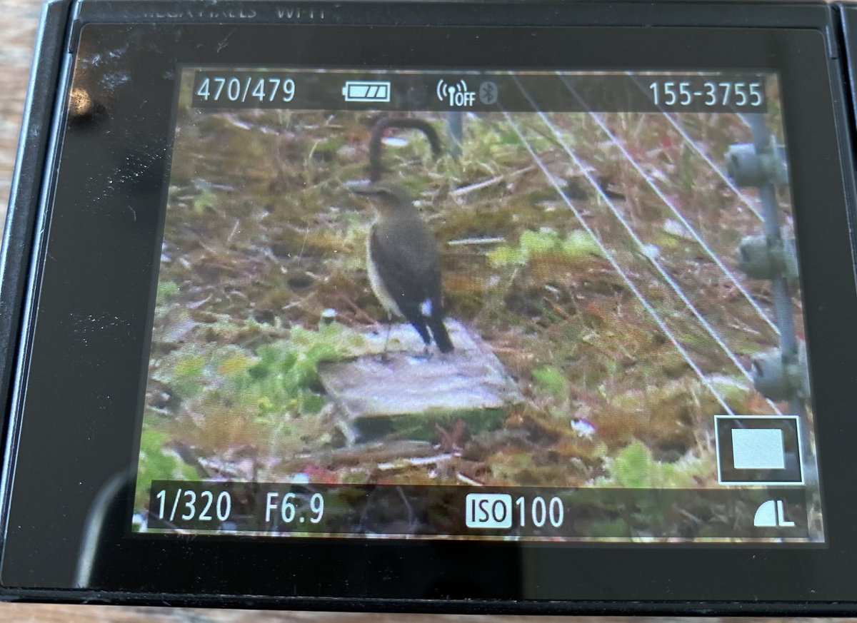 mothernaturedeb (@mothernaturedeb) on Twitter photo Ring Ouzel, Wheatear & Yellow Wagtail at WWT London Wetland centre this morning plus 2 LRP, Redshank & Oystercatchers #londonbirds <a href="/SurreyBirdNews/">SurreyBirdClubNews</a> <a href="/LondonBirdClub/">London Bird Club</a> <a href="/WWTLondon/">WWT London Wetland Centre</a> <a href="/RSPB_Richmond/">RSPB Richmond & Twickenham Local Group</a> <a href="/lndbirdnews/">London Bird News</a> Ring Ouzel, Wheatear & Yellow Wagtail at WWT London Wetland centre this morning plus 2 LRP, Redshank & Oystercatchers #londonbirds <a href="/SurreyBirdNews/">SurreyBirdClubNews</a> <a href="/LondonBirdClub/">London Bird Club</a> <a href="/WWTLondon/">WWT London Wetland Centre</a> <a href="/RSPB_Richmond/">RSPB Richmond & Twickenham Local Group</a> <a href="/lndbirdnews/">London Bird News</a>
