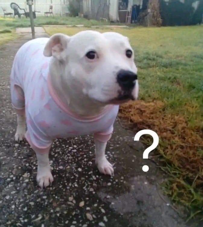 89saucin's tweet image. Falleció el papa francisco, siendo el papa número 112, ahora según profecías viene el papa negro quien será el último y el inicio del Apocalipsis