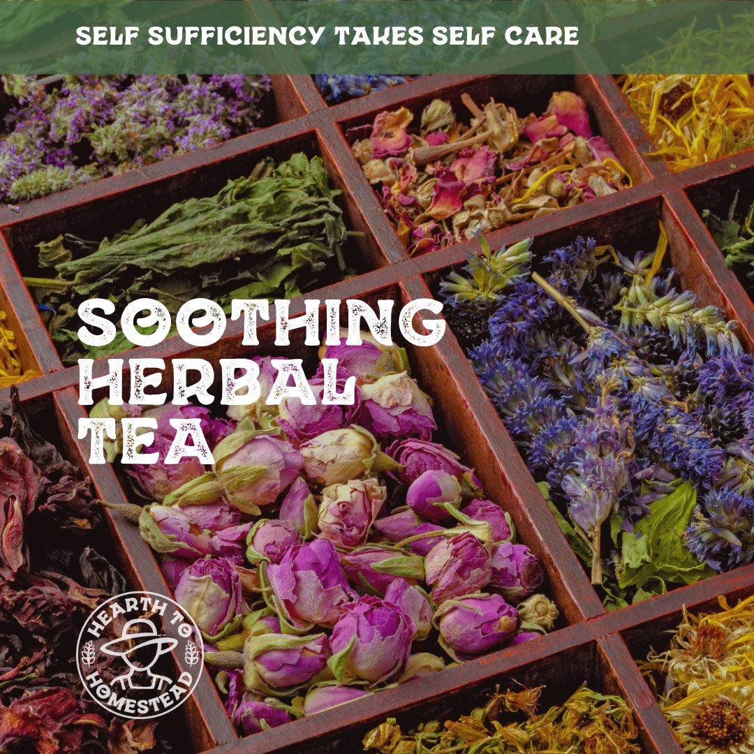 End your day with a soothing cup of herbal tea. 🍵 Chamomile, lavender, or lemon balm can help you wind down &amp; enjoy a moment of calm.

#HerbalHealing #TeaTime #homesteading #homesteadingcanada #farming #smallfarm #farmher #farmlifebestlife #sustainableliving #backyardhomestead