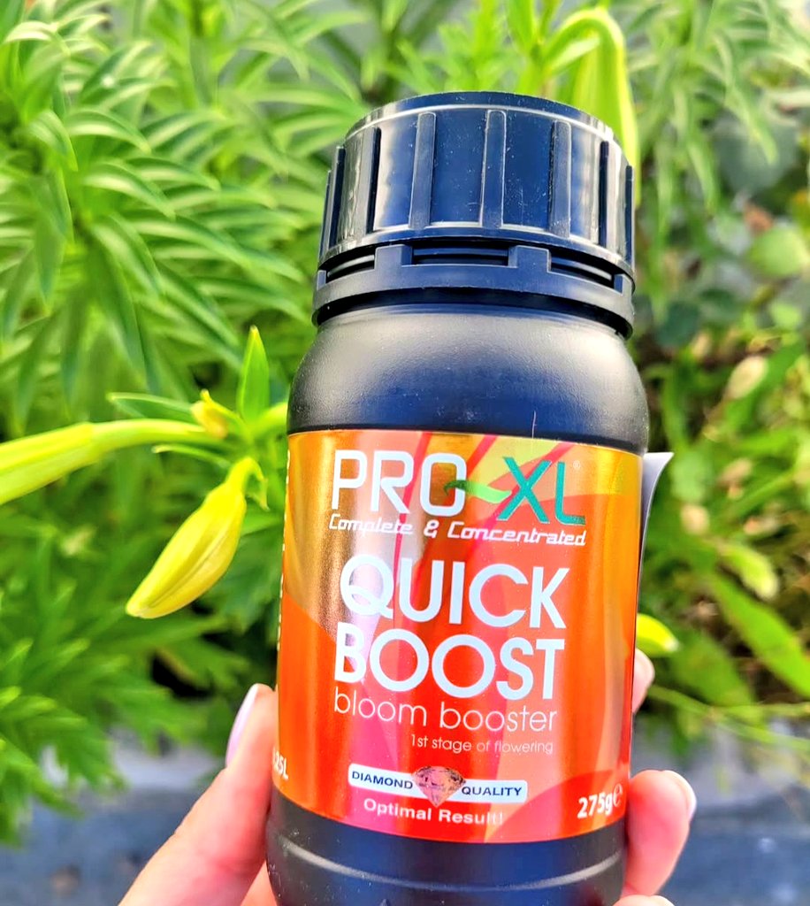 ProXL_Int's tweet image. 🌺 QUICK BOOST 🌺
Elaborado mediante una fórmula avanzada para potenciar y acelerar la formación de flores y optimizar el desarrollo de las ramas manteniéndolas fuertes y con muchos nudos. 
0.5ml/L agua 💧
#QuickBoost #ProXL