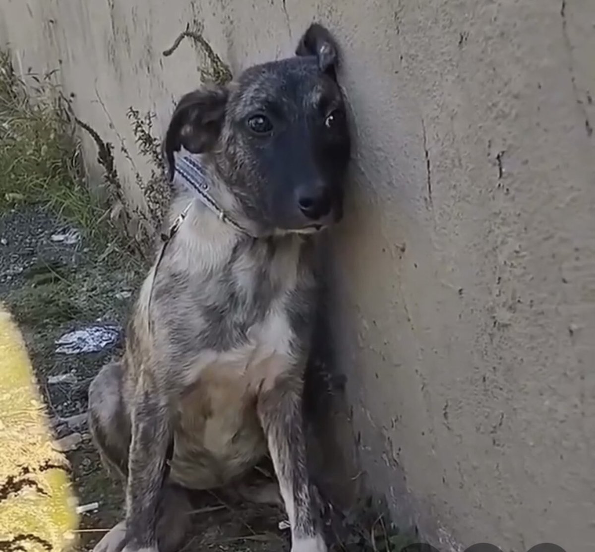 Ölmek istemiyorum Adalet diye çığlık atıyorsun”
Sadistin  biri çıkıyor karşına ve sana şöyle diyor ;
Allah seni benim için yarattı canım isterse işkence yaparak   öldürürüm  istersem hücreye tıkarım diye manyak manyak  cevaplar verse.⁉️.. #KatliamYapanlaraOyYok