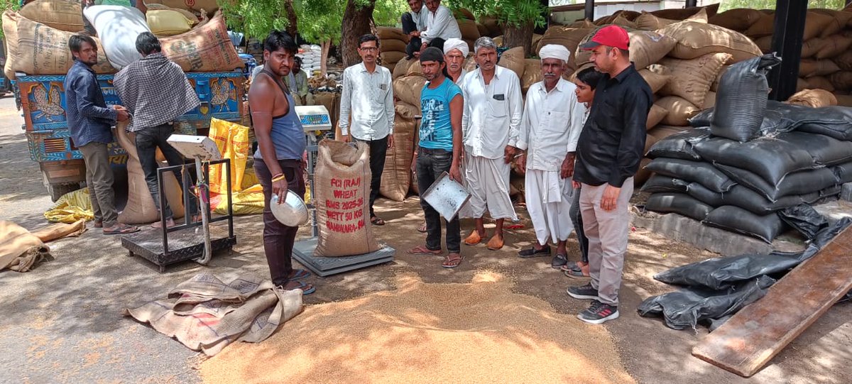 भारतीय खाद्य निगम मंडल कार्यालय, जोधपुर के अंतर्गत खरीद केंद्र रानीवाड़ा (जालोर) में हुई खरीद शुरू | #BharosaMSPKa #RMS2025_26 #FarmersFirst #WheatMSP