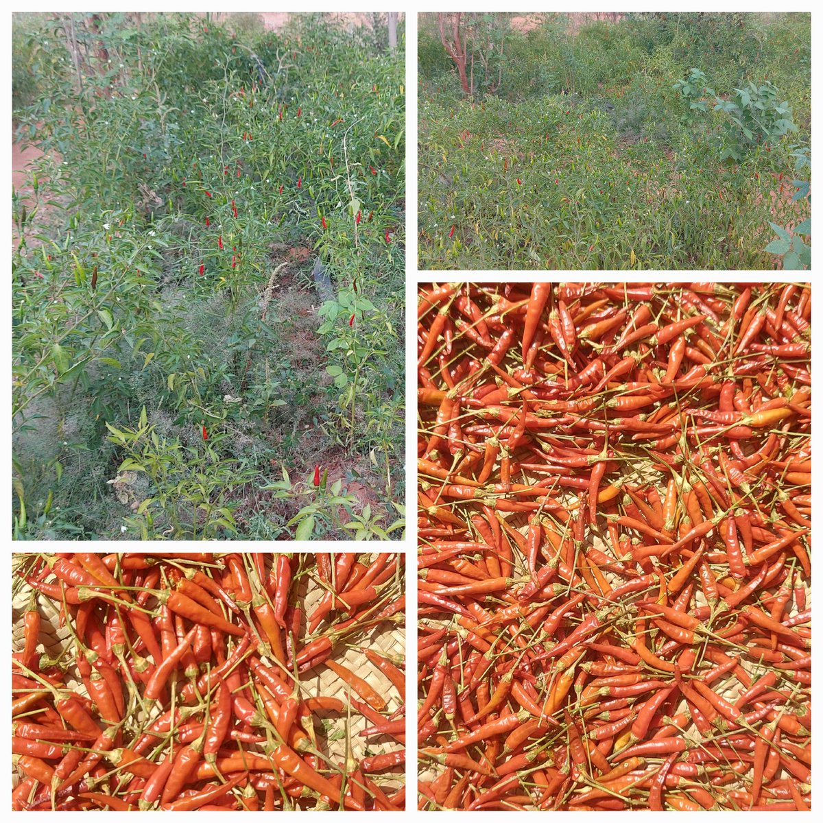 Tomono Farm tweet media