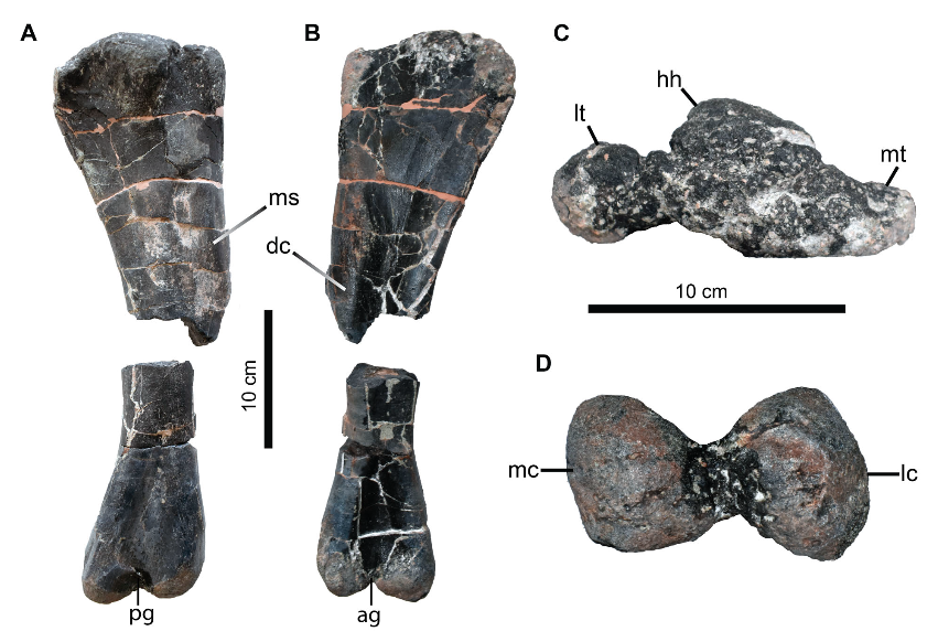 El Cuaderno de Godzillin (GBE-UNED) (@godzillin) on Twitter photo Más #dinosaurios iguanodontios en el #Jurásico Superior del archipiélago europeo, nuevo trabajo de <a href="/PalaeoFil/">Filippo M. Rotatori</a>, <a href="/FerEscaso/">Fernando Escaso</a> et al. publicado recientemente en <a href="/JournalSystPal/">NHM Journal of Systematic Palaeontology</a>:
▶️ godzillin.blogspot.com/2025/04/mas-ig…
#Late #Jurassic #Portugal #Iguanodontian #dinosaurs Más #dinosaurios iguanodontios en el #Jurásico Superior del archipiélago europeo, nuevo trabajo de <a href="/PalaeoFil/">Filippo M. Rotatori</a>, <a href="/FerEscaso/">Fernando Escaso</a> et al. publicado recientemente en <a href="/JournalSystPal/">NHM Journal of Systematic Palaeontology</a>:
▶️ godzillin.blogspot.com/2025/04/mas-ig…
#Late #Jurassic #Portugal #Iguanodontian #dinosaurs