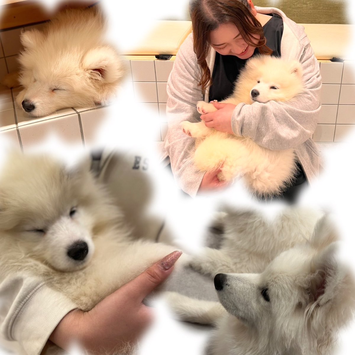 ChiiJPS's tweet photo. 人間にとってモフモフは最高の癒しなんだよ。撫でるだけで幸せになるんだよ。あー…連れて帰りたかった…♡ https://t.co/nRS8CB7llq
