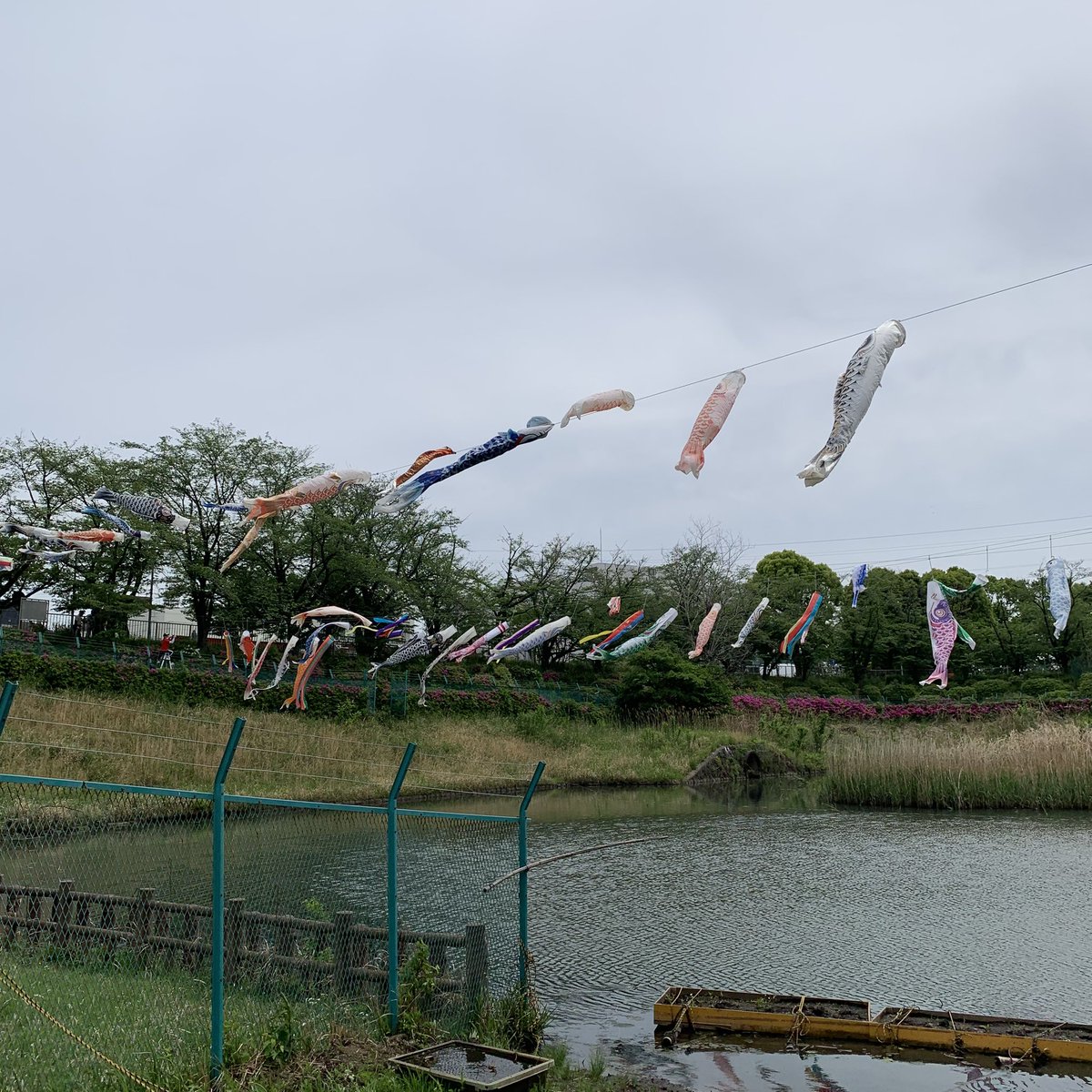chikushakyou's tweet photo. 今年も若葉台遊水池に鯉のぼり🎏が舞うよ楽しみにしてね（奥） https://t.co/wYSLX3NCKw