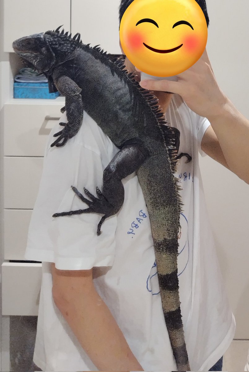 enogisu's tweet photo. イグアナの歯って、こんな感じ https://t.co/32vY5Y7FUE