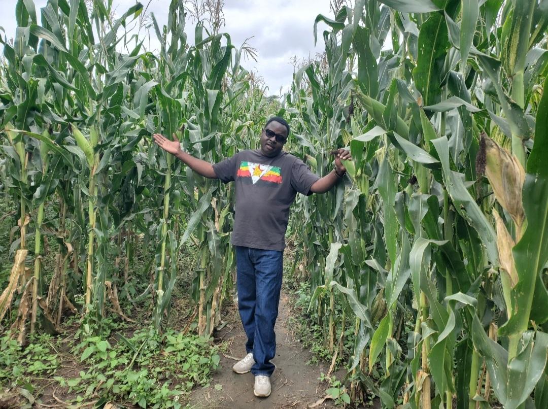 Itairusike's tweet photo. Irrigated Agriculture is a Powerful Climate Adaptation Strategy 🇿🇼 @CWGH1 @MoLAFWRD_Zim @obertjiri @renethmano @DeproseM https://t.co/AoDBvNBFuI