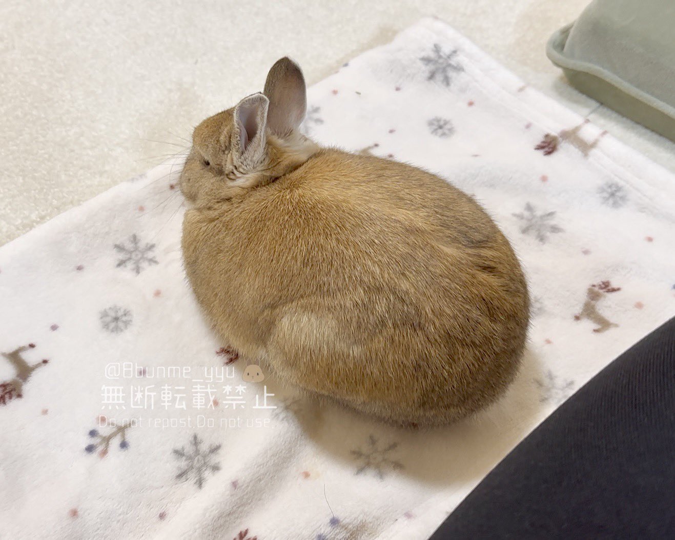 うさぎのうい🐰 on X: うさぎのうい🐰 on X: