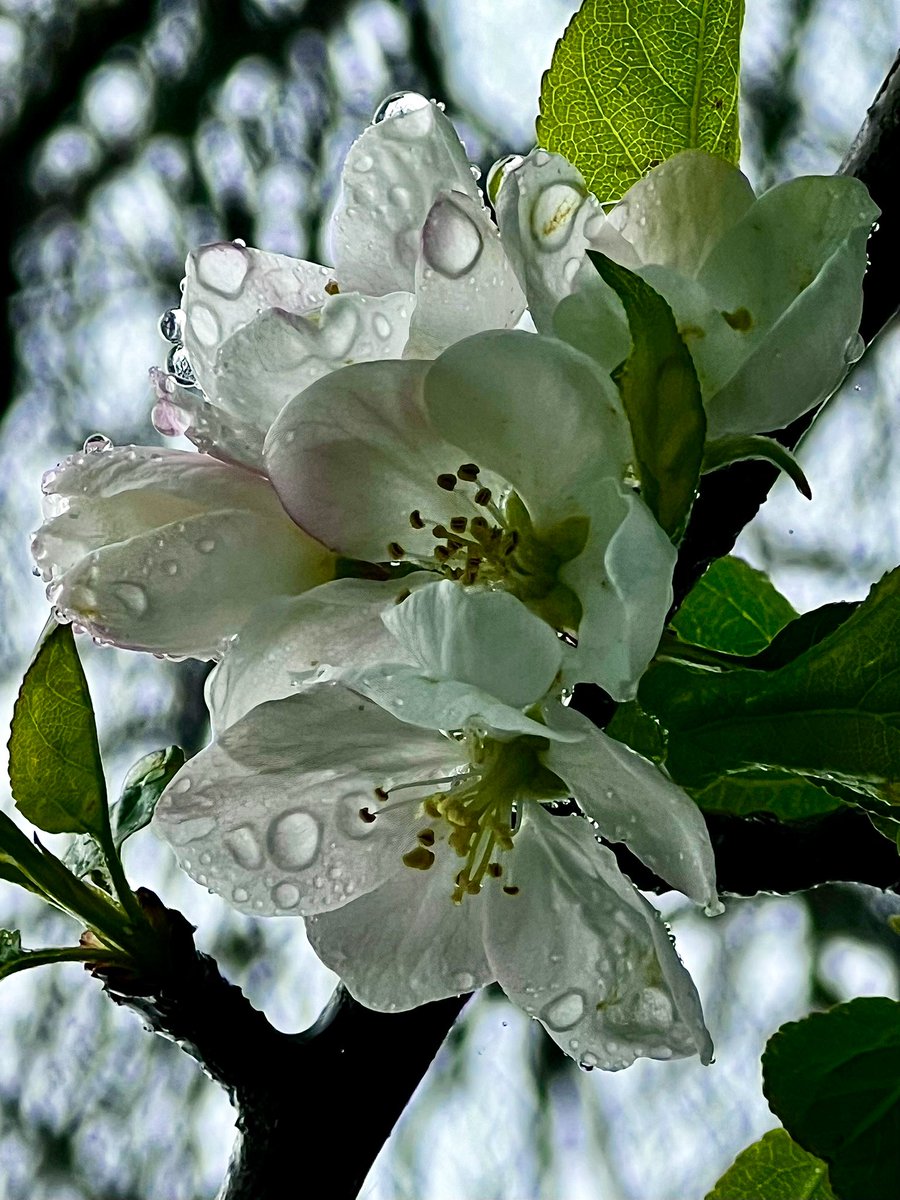 faerymere's tweet image. Apple blossom on the #WishingTree in the #EasterMonday rain…

#Faeryland #Grasmere #LakeDistrict
#loveukweather @ThePhotoHour