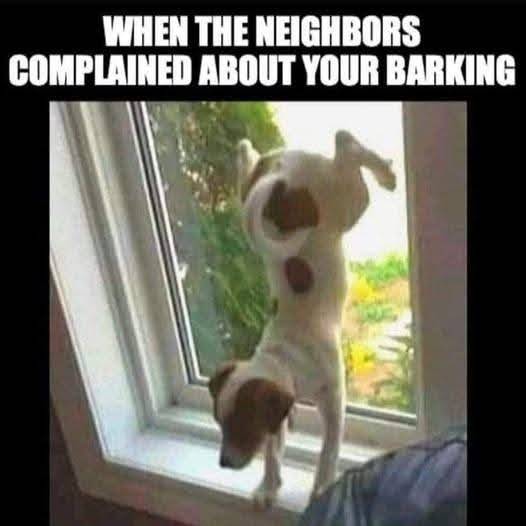 Heckin Good Dogs (@heckingooddogs) on Twitter photo 