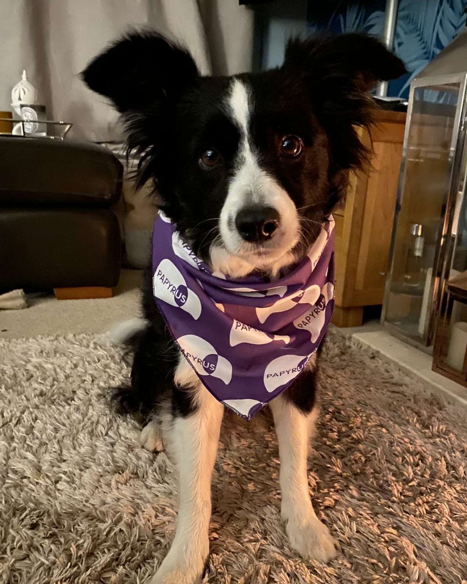Have you been enjoying your Bank Holiday walks with your dog this weekend?

Why not sign up for your own HOPEWALK this May and bring them along!

If you sign up today, you’ll get a free PAPYRUS bandana for your pooch too!🐶💜

For more information visit: papyrus-uk.org/hopewalk/