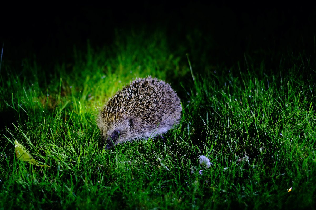 Hugh Warwick (@hedgehoghugh) on Twitter photo Spot a Hog!! change.org/p/help-save-br… - how your trail camera can help #hedgehogs <a href="/hedgehogsociety/">Hedgehog Society</a> <a href="/PTES/">People's Trust for Endangered Species</a> <a href="/NottmTrentUni/">Nottingham Trent University</a> Spot a Hog!! change.org/p/help-save-br… - how your trail camera can help #hedgehogs <a href="/hedgehogsociety/">Hedgehog Society</a> <a href="/PTES/">People's Trust for Endangered Species</a> <a href="/NottmTrentUni/">Nottingham Trent University</a>