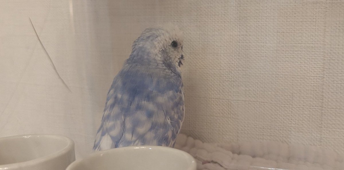 yukodoit's tweet photo. 迷い鳥捕獲してもうた。カラスに襲われててついたすけてしもうた https://t.co/JmbhfdpbrW