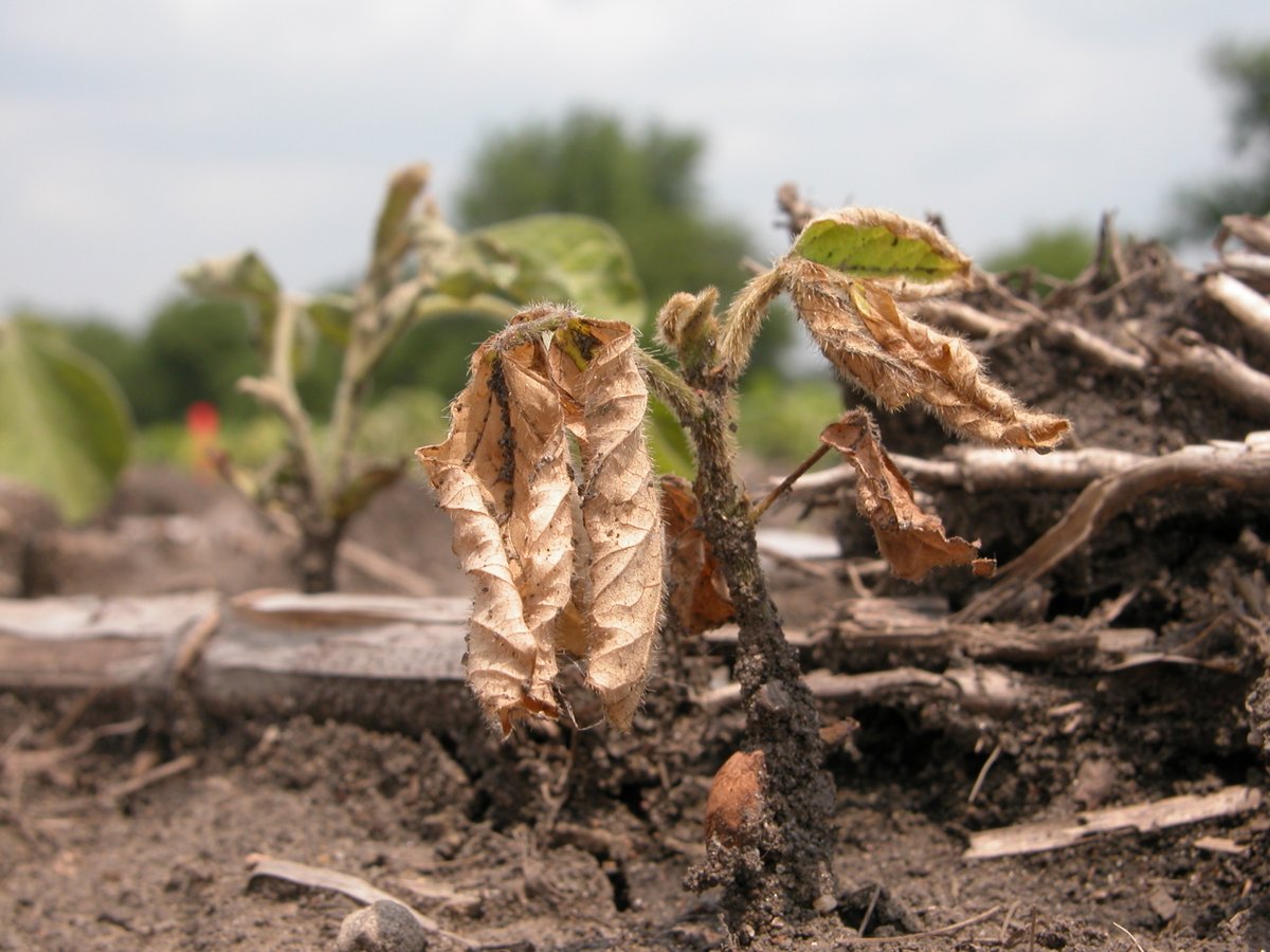 Crop Protection Network (@cropnetwork) on Twitter photo An Overview of Soybean Seedling Diseases from Extension at cropprotectionnetwork.org/publications/a….
<a href="/cropdoc08/">Kiersten Wise</a> <a href="/cropdisease/">Carl Bradley</a> <a href="/TravisLegleiter/">Travis Legleiter</a> <a href="/MartinChilvers1/">Martin Chilvers</a> <a href="/dsmuelle/">Daren Mueller</a> <a href="/AlbertTenuta/">Albert Tenuta</a> <a href="/TNplantDR/">Heather M Kelly</a> <a href="/baldpathologist/">Tom Allen</a> <a href="/ppp_trey/">Trey Price</a> <a href="/alisonrISU/">Alison Robertson</a> <a href="/badgercropdoc/">Damon L. Smith</a> <a href="/DTelenko/">Darcy Telenko</a> +others <a href="/DylanMangel/">Dylan Mangel</a> <a href="/NCLegumeLady/">LeAnn Lux</a> An Overview of Soybean Seedling Diseases from Extension at cropprotectionnetwork.org/publications/a….
<a href="/cropdoc08/">Kiersten Wise</a> <a href="/cropdisease/">Carl Bradley</a> <a href="/TravisLegleiter/">Travis Legleiter</a> <a href="/MartinChilvers1/">Martin Chilvers</a> <a href="/dsmuelle/">Daren Mueller</a> <a href="/AlbertTenuta/">Albert Tenuta</a> <a href="/TNplantDR/">Heather M Kelly</a> <a href="/baldpathologist/">Tom Allen</a> <a href="/ppp_trey/">Trey Price</a> <a href="/alisonrISU/">Alison Robertson</a> <a href="/badgercropdoc/">Damon L. Smith</a> <a href="/DTelenko/">Darcy Telenko</a> +others <a href="/DylanMangel/">Dylan Mangel</a> <a href="/NCLegumeLady/">LeAnn Lux</a>