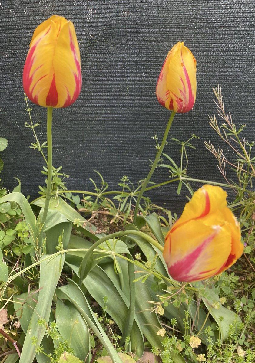 Como empieza a estar ya el jardín !!!