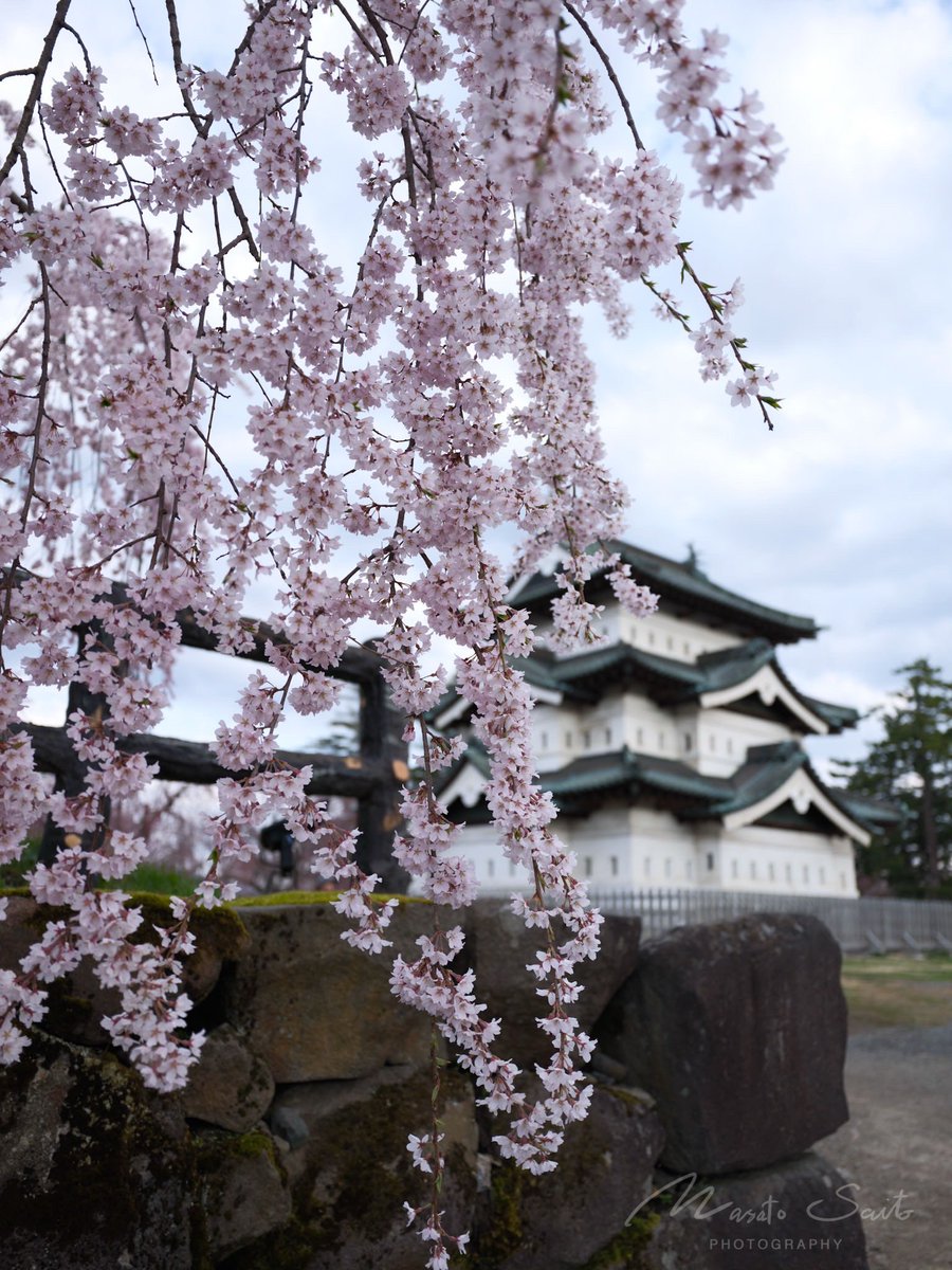SaitoMasato's tweet photo. 華やぎが
この桜から
ほどけだす

2025.4.21 朝 曇天
#弘前のさくら https://t.co/Vrgf0orPTU