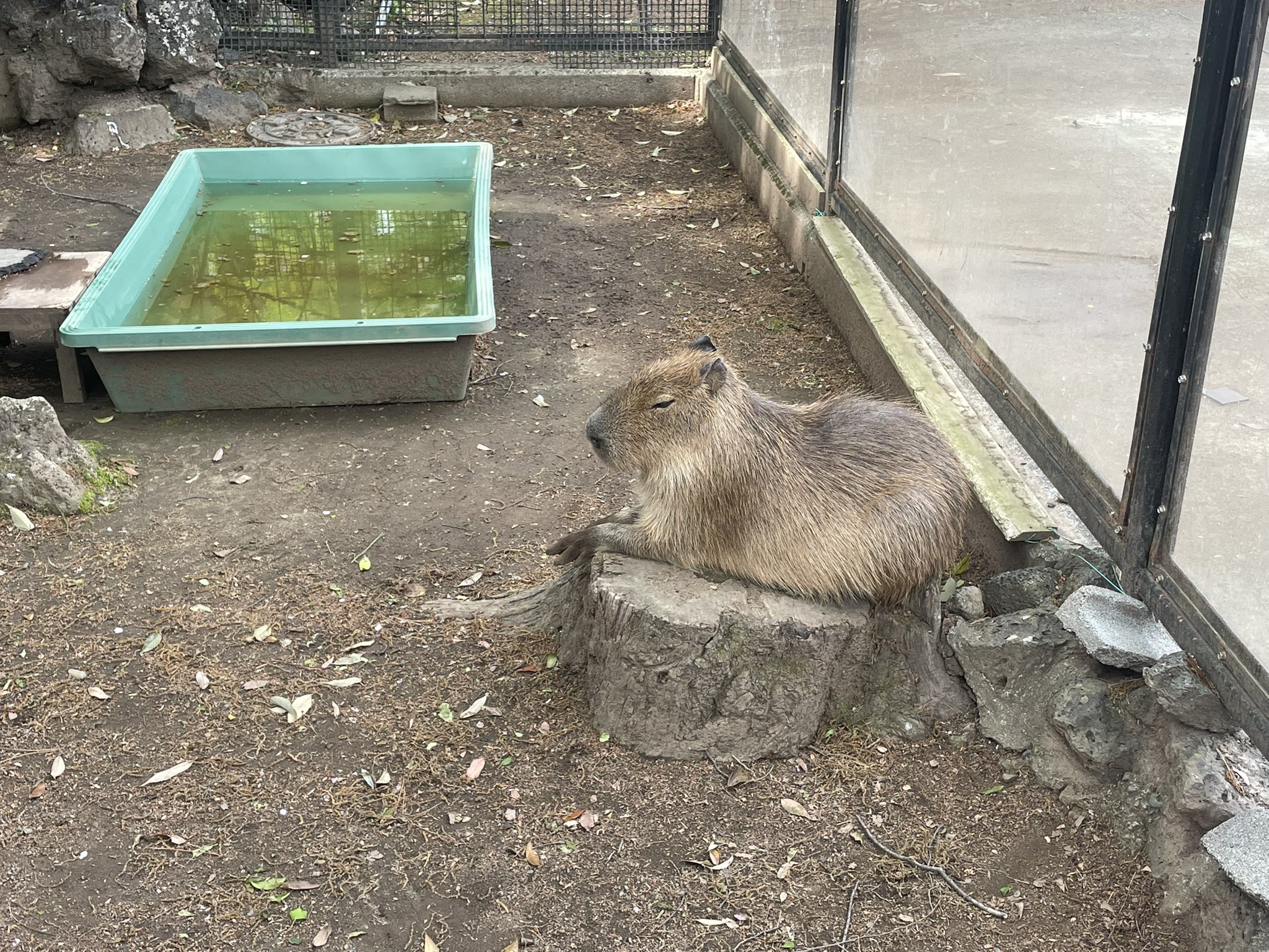 カピバラの僕(しもべ) (@servantcapybara) / X カピバラの僕(しもべ) (@servantcapybara) / X