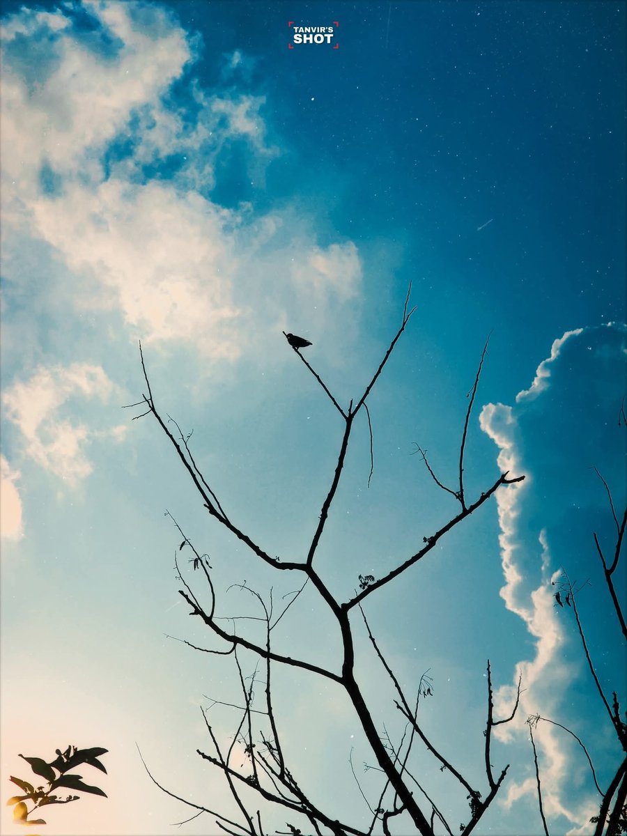 MousumAra's tweet photo. শূন্য শাখায় জীবনের সুর! https://t.co/UUQ7WuK4g2