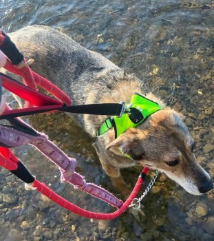 millypod1's tweet photo. ANNIE IS HOME. THANKS FOR RT's๐๐๐พ
๐8 APR 2025 #Lost ANNIE #ScanMeNervous Romanian Rescue
Please Do Not Call or Chase her
Chain Bridge nr Berwick-Upon-Tweed #TD15 nr by:#RiverTweed #Horncliffe #Northumberland #Fishwick #Berwickshire #Scotland https://t.co/HQRYnDLVq8 https://t.co/rZFbGplRba