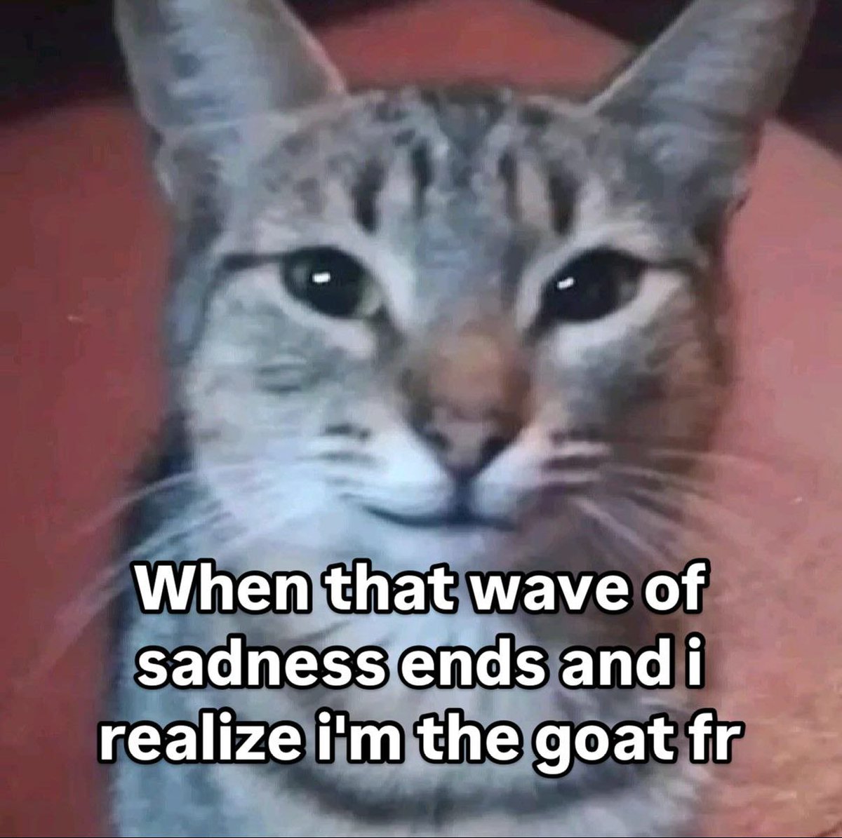 PunchingCat's tweet image. 