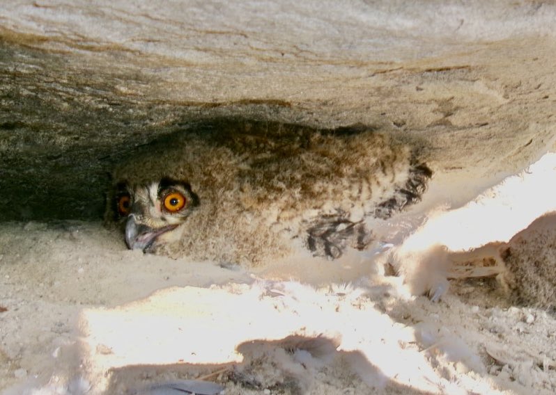 Mascle de duc electrocutat. Té dos polls al niu. La femella sola serà capaç de caçar, alimentar i cuidar els Polls? L’any passat ja es van morir exemplars en aquest territori amb torres elèc perilloses La consciència ciutadana ha fet que L’exemplar es recollís. Gracies Fernando!