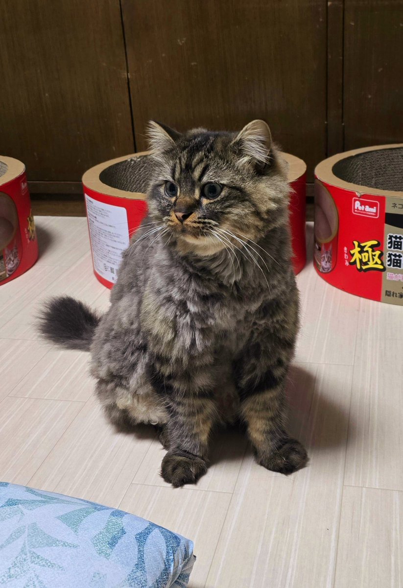やっぱりガタガタしちゃったけど
9mmカット完成しました✨
おなかとワキが
小さい毛玉だらけだった😭

来年は
もっと上手にやるからね(๑و•̀ω•́)و