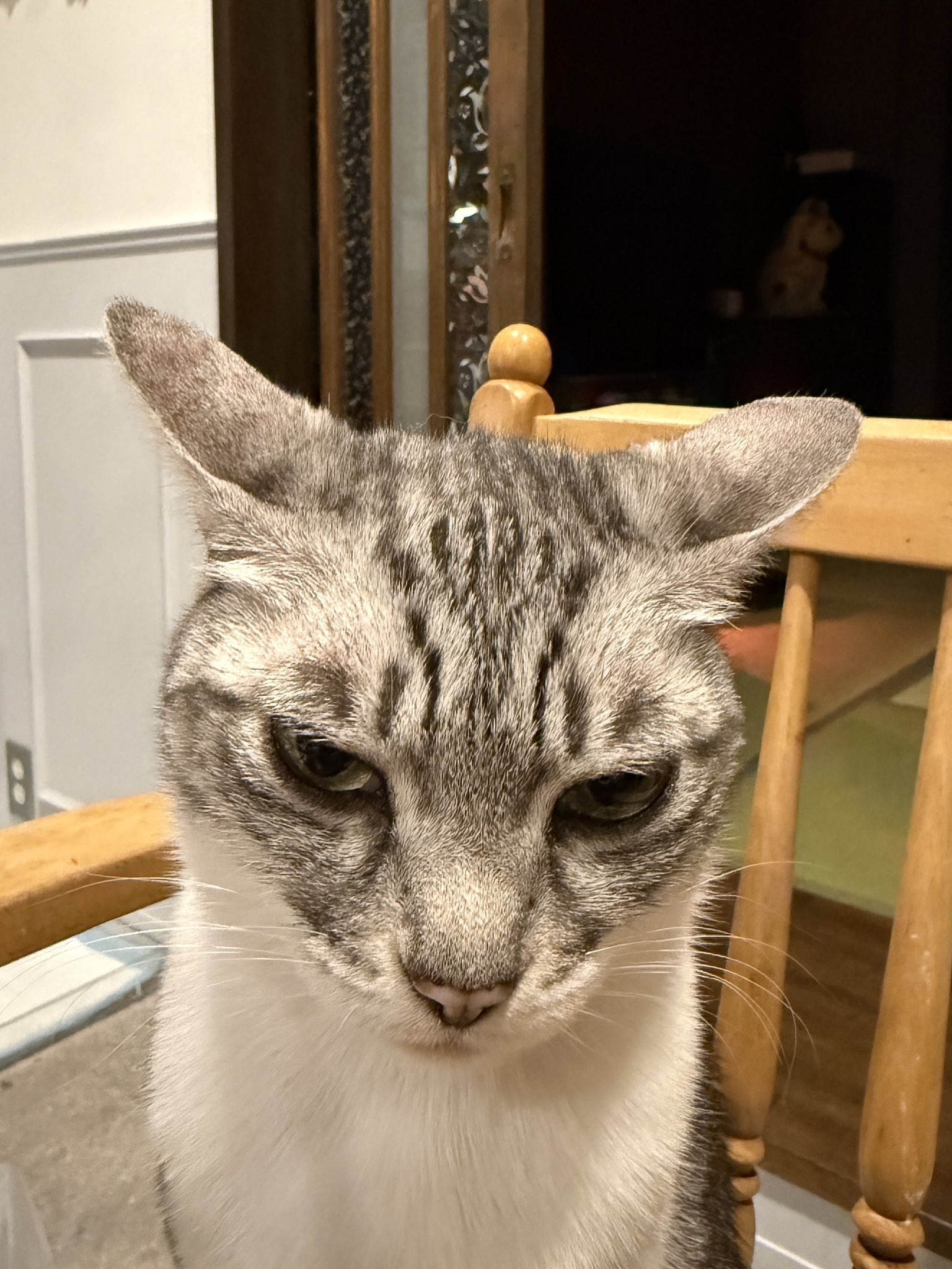 #127天然北米産マホガニ-製猫 Amazon | サイザル麻製 猫用ペットベッド 木製 高い安定性を誇る