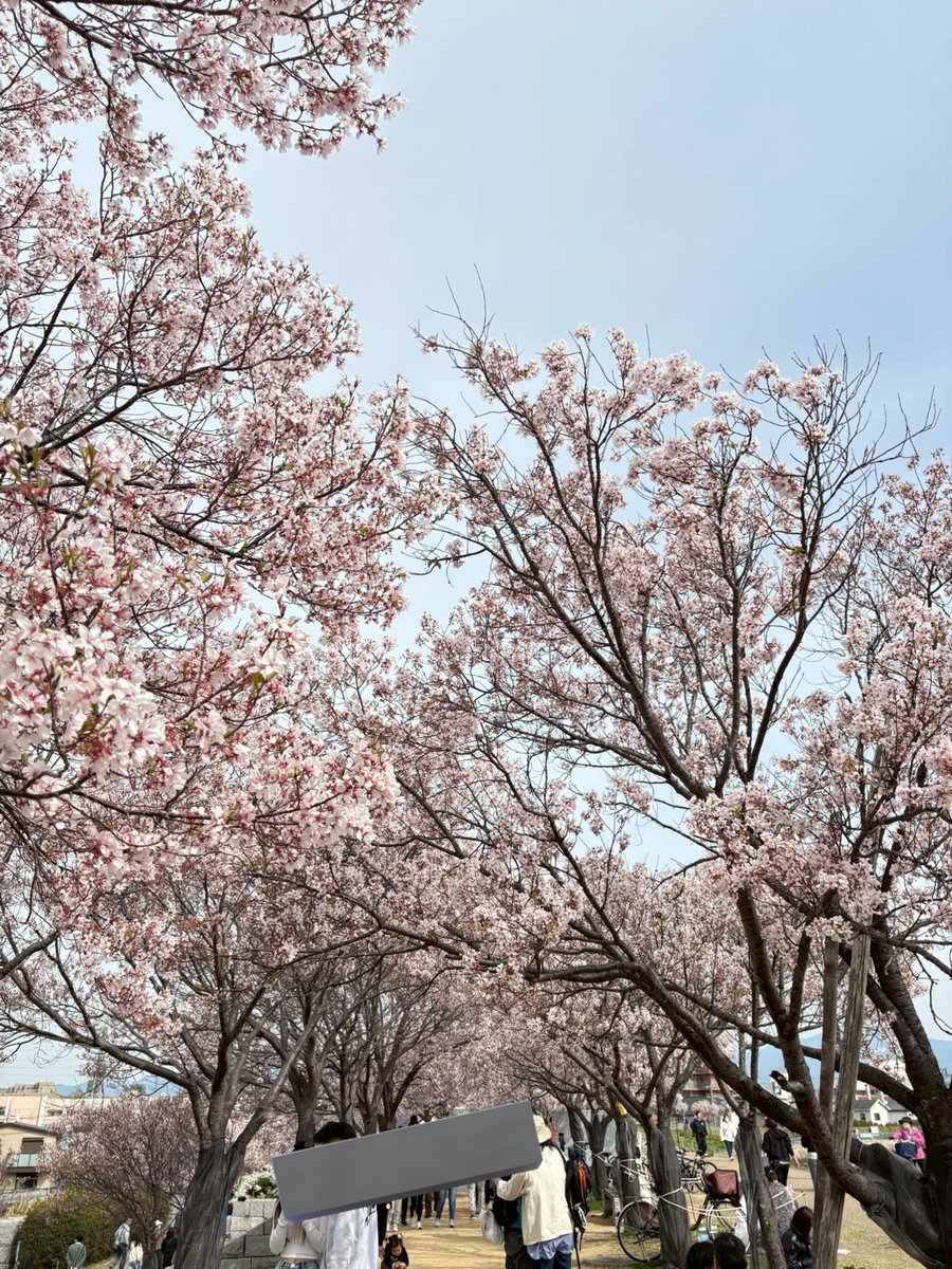 rmrm41c's tweet image. 今月桜🌸見に行ったん
初めての場所だったけど充実した。
わんちゃんもいっぱいいたけど
りしぇちゃんは、吠えられてた笑
うちの子、人や犬に吠えないんよ。
犬にも興味無いし笑
女性やおばあちゃんが大好きな子笑