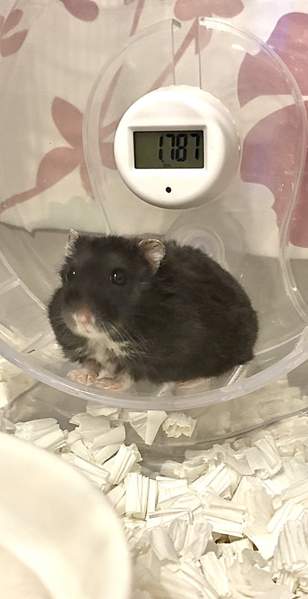 かわいく撮るでちよ🐹
おすまし明ちゃん✨
 #ハムスターのいる暮らし