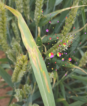 Mimi Tanimoto (@mimitanimoto) on Twitter photo Are you a biology #undergraduate seeking research experience? Apply for this paid #PlantHealth summer #studentship investigating fungal wheat yield loss using protein modelling - with Dr Angela Feechan <a href="/FeechanA/">angela feechan</a> <a href="/HeriotWattUni/">Heriot-Watt University</a>
rsb.org.uk/plant-students…
#PlantPathology #ECRchat Are you a biology #undergraduate seeking research experience? Apply for this paid #PlantHealth summer #studentship investigating fungal wheat yield loss using protein modelling - with Dr Angela Feechan <a href="/FeechanA/">angela feechan</a> <a href="/HeriotWattUni/">Heriot-Watt University</a>
rsb.org.uk/plant-students…
#PlantPathology #ECRchat