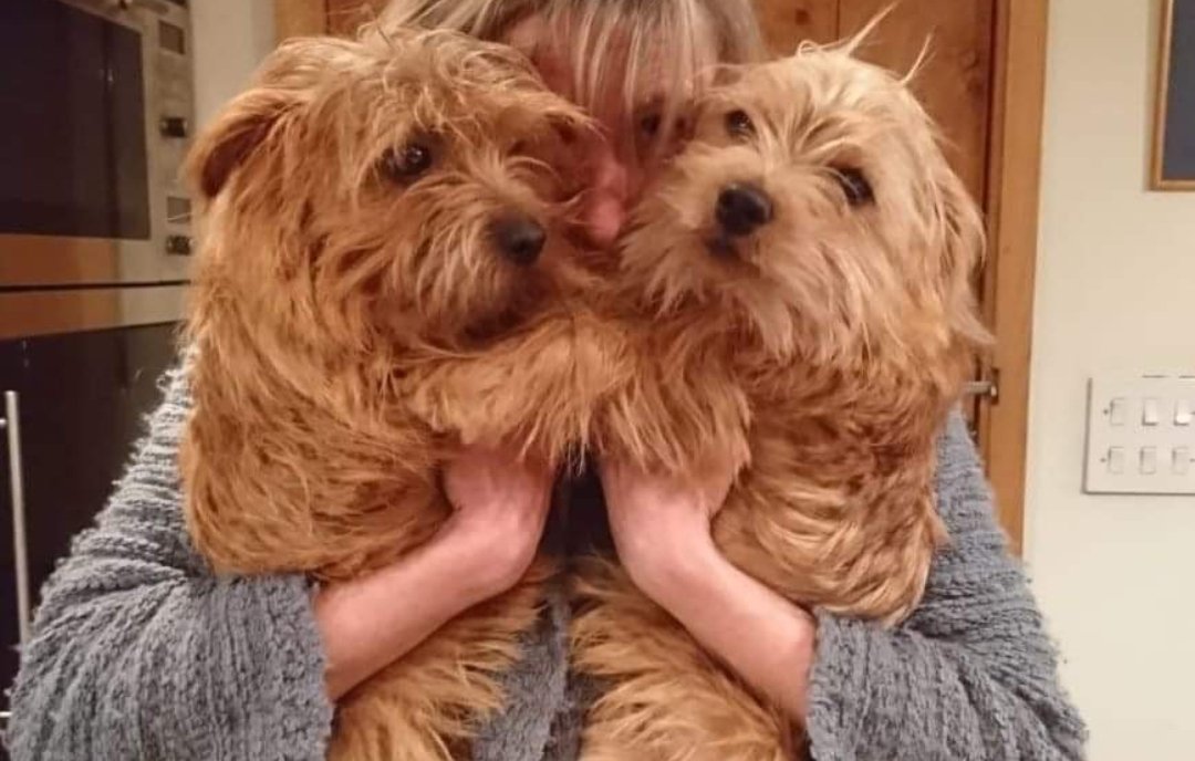 MissingPetsGB's tweet photo. ⚠️These two girls have been stolen⚠️

🔴 They could be anywhere in the UK by now, likely they have been separated😔

Please please, contact in confidence, anonymously even if you know what has happened to one or either of them!

#MargieandRubyMonday

Stolen #Cornwall #UK https://t.co/09yQosoEHX