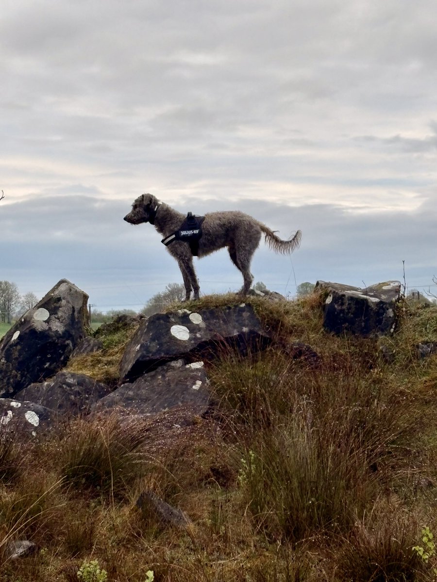 Michelle O Connell tweet media